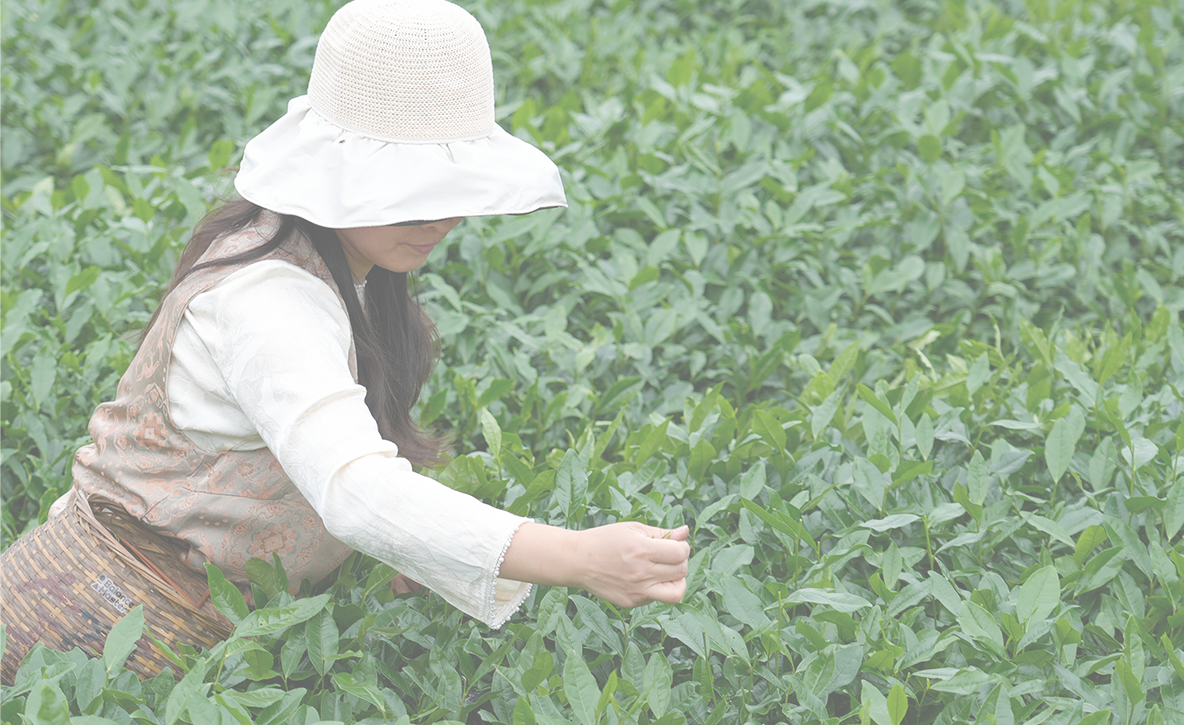 Tea garden harvest
