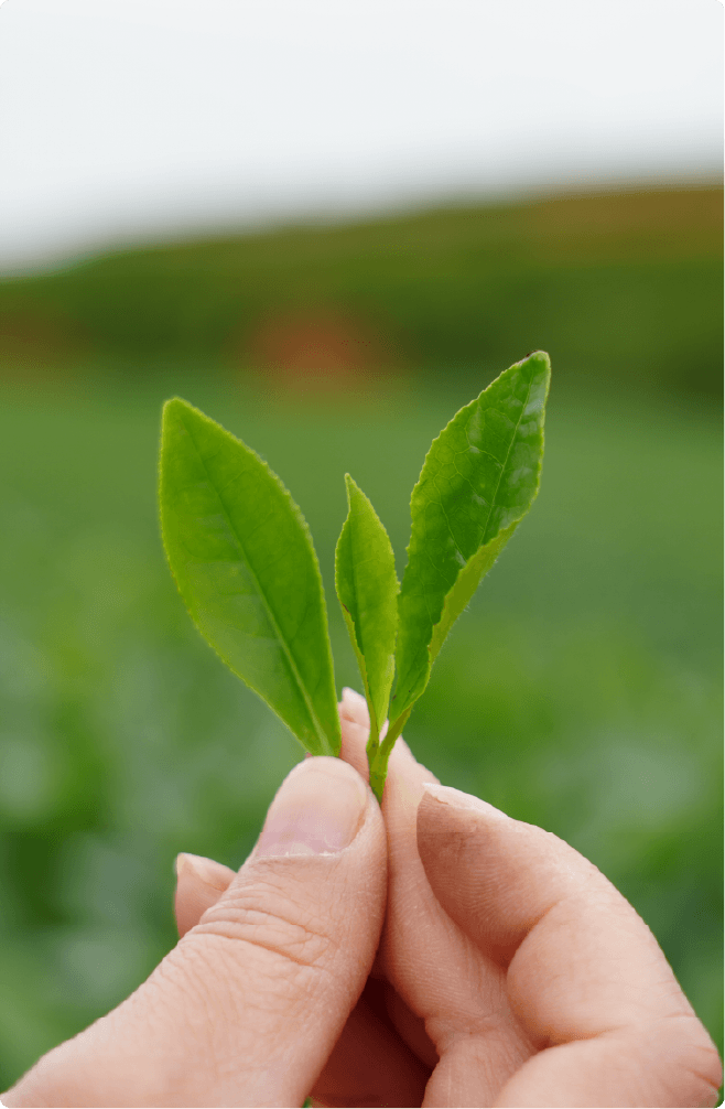Fresh tea leaves held by hand