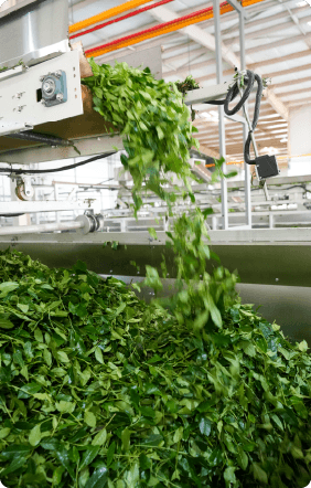 Tea leaves moving through blending equipment