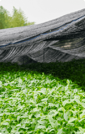 Shade netting over tea plants