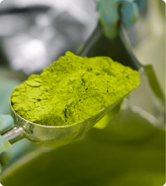 Close-up of matcha powder