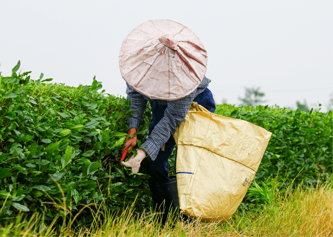 A farmer harvesting tea leaves