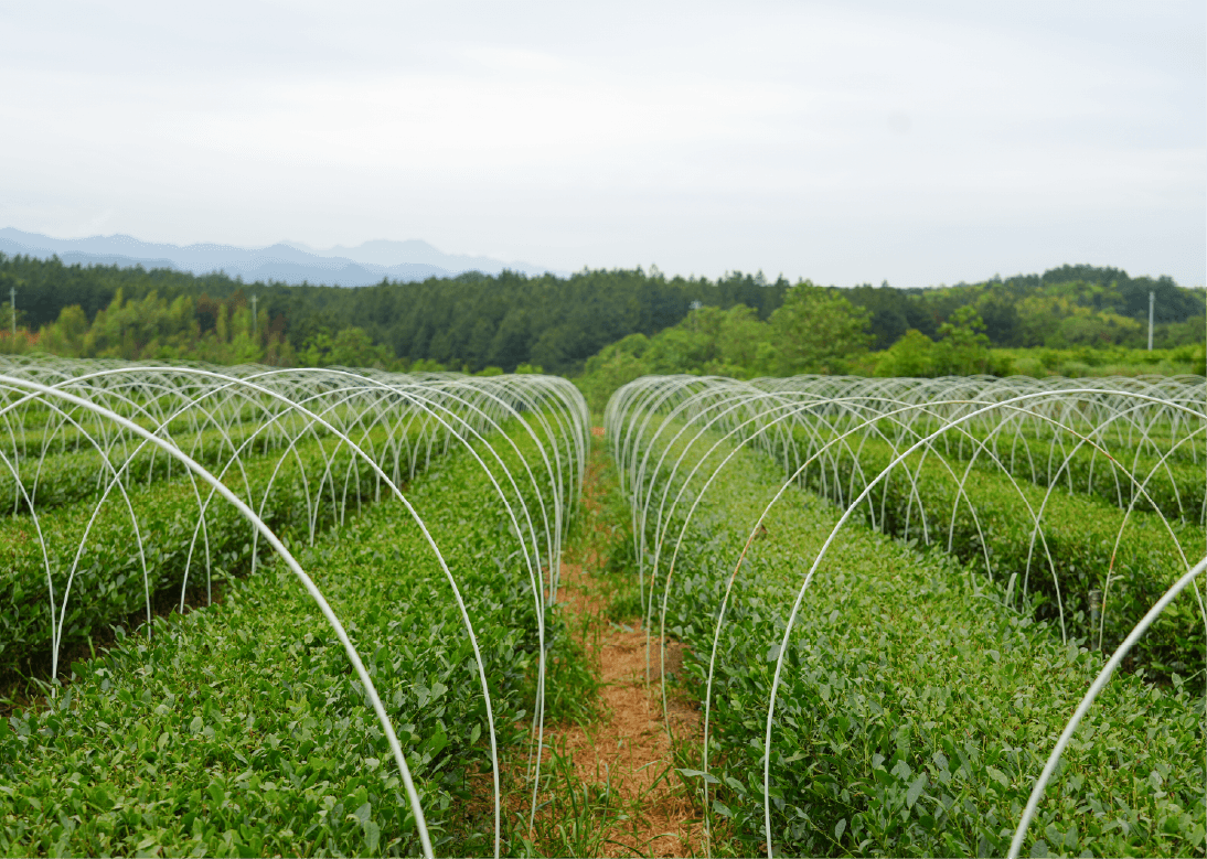 Shade-grown organic tea fields